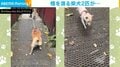 橋の上を慎重に渡る柴犬&臆することなく“秒”で駆け抜ける白柴の対比に「どちらも可愛いです〜」と反響