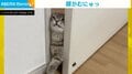 ドアをこじ開け“むにゅっ”となる顔 猫が必死で“飼い主の元へ向かう様子”にメロメロな人続出
