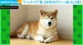 飼い主の帰りを待つ柴犬がマイクラ化…“衝撃の姿”に「何回見てもツボるw」「憂鬱な気分吹っ飛んだw w」と爆笑の声