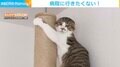 子猫が耳をペタンと閉じて柱にしがみつく珍ポーズ 飼い主も笑って許した可愛すぎる「全力拒否」