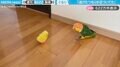 「逃げたつもりが近づいてた」ヒヨコのおもちゃから逃げるインコの“珍行動”に「いつの間に背後に…！？」「あなたが近づいてどーすんのw」と反響