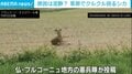 「予測不可能な行動をとる」ワイン名産地で“酔っぱらったシカ”の姿を目撃 憲兵隊はドライバーに注意 フランス