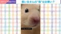 クサッ!飼い主の指に顔をしかめるハムスターの姿に「めっちゃ嫌がってて草」と反響