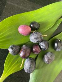 戸田恵子『くりすますすぺしゃる！』