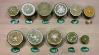 【映像】ずらりと並べられた11種類の柑橘類の断面