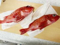 ニッチェ 江上敬子『高級魚!!』