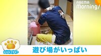 【映像】飼い主の体を駆け回るハムスターたち