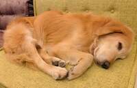 坂上忍『夢の中で食事ができる男の子？』