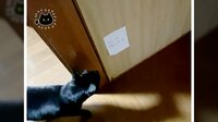 「侵入不可」 猫にも張り紙効果？ 【SNS 45万回再生】
