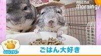 【映像】屈託のない笑顔を見せるチンチラ