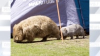 【映像】キャンプ場を歩くウォンバット親子の姿