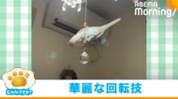 【映像】まるでサーカスのようの回転技を披露したインコ