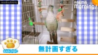 【映像】インコの“無計画”な脱出プラン