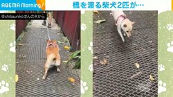 橋の上を慎重に渡る柴犬＆臆することなく“秒”で駆け抜ける白柴の対比に「どちらも可愛いです〜」と反響
