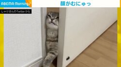 ドアをこじ開け“むにゅっ”となる顔 猫が必死で“飼い主の元へ向かう様子”にメロメロな人続出
