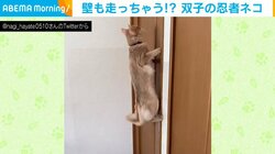 双子の猫の“クセ強”なご飯の待ち方が「忍者みたい」「嬉しさハンパないですね」と話題