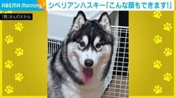 「自分、変顔もいけます！」皿を追っていた犬が見せた“なんとも言えない”表情に注目