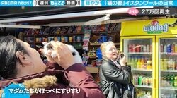 ほっこりする“猫の都”の日常 街ではマダムが「ほっぺにすりすり」「死ぬまでに行ってみたい国が1つ増えた」の声
