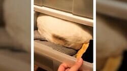 こんなところに！失踪した猫が意外な場所で発見され「可愛すぎてスマホ落ちた」「猫は液体」の声