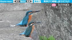 2羽のかわいいカワセミが並んで背伸び→実は驚きの理由があった！縄張り争いで威嚇し合う貴重な映像にSNS騒然「初めて見た！」
