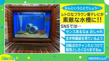 餌落としたい」レトロなブラウン管テレビが“水槽”に！ 劇的リサイクルに反響相次ぐ | 国内 | ABEMA TIMES | アベマタイムズ