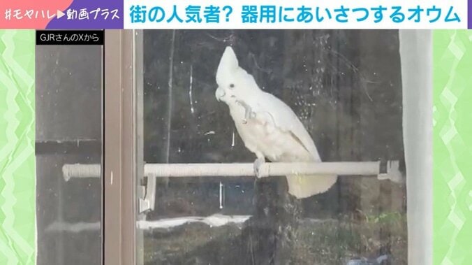 オウムの市松くん