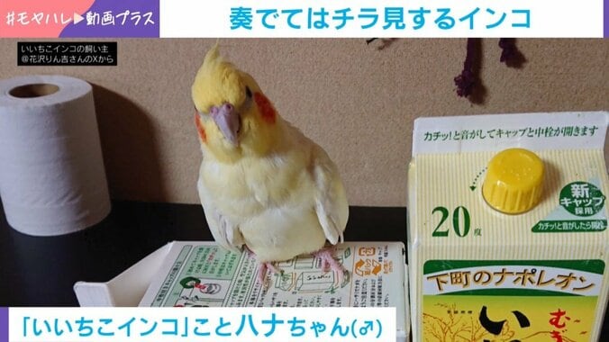 通称“いいちこインコ”のハナちゃん