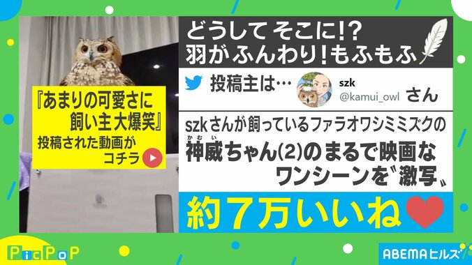 ミミズク界のマリリンモンロー誕生!? Twitterに投稿されたペット動画が「最高にセクシー」と話題に 1枚目