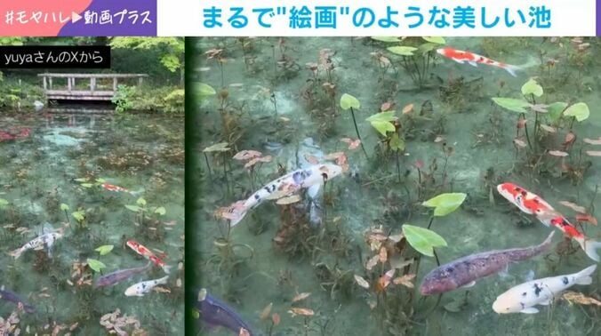 根道神社の境内にある池