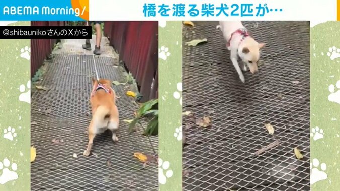 柴犬のうにちゃん（4歳）と白柴のふぐちゃん（1歳）