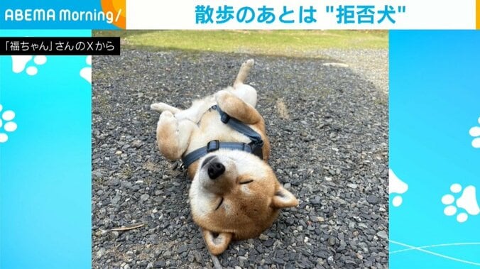 柴犬の福ちゃん（6歳）