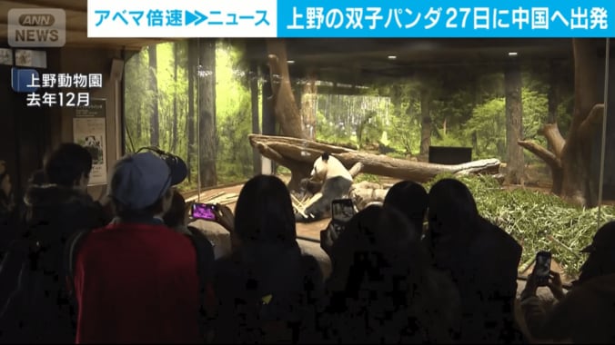 上野動物園のパンダを観覧する様子