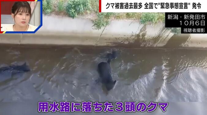 用水路に落ちた3頭のクマ