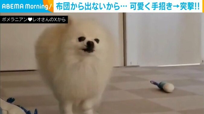 ポメラニアンのレオくん