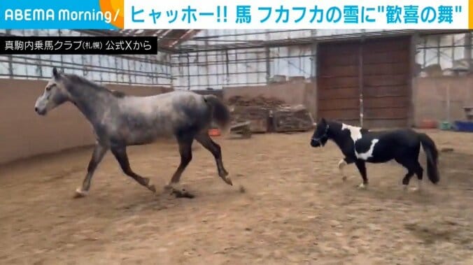 真駒内乗馬クラブの馬たち