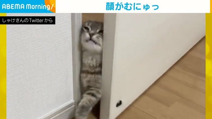 ドアをこじ開け“むにゅっ”となる顔 猫が必死で“飼い主の元へ向かう様子”にメロメロな人続出 1枚目