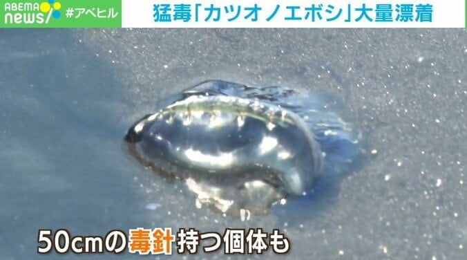 海水浴客の“目前”まで迫る猛毒「カツオノエボシ」大量漂着の理由に専門家「強い南風が影響」 2枚目