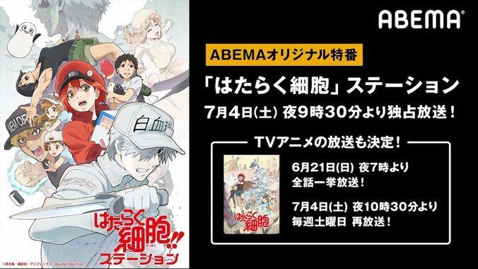 「はたらく細胞」TVアニメ第1期の再放送決定！ ABEMA特番に花澤香菜＆前野智昭が出演 1枚目