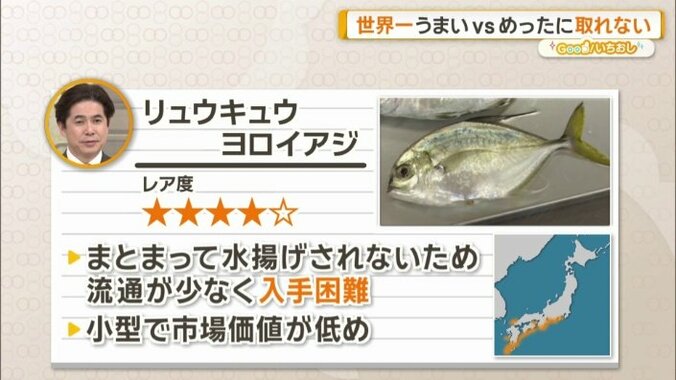 リュウキュウヨロイアジとは