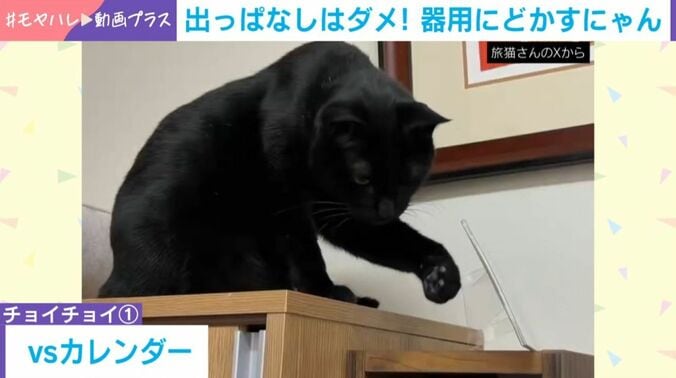 猫の黒豆くん