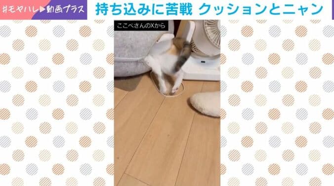 ナゴミちゃん