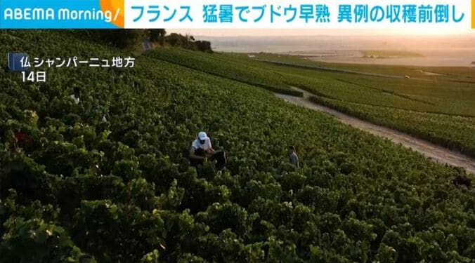 仏・シャンパーニュ地方