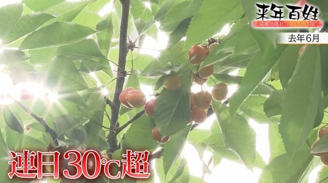 連日30度超え