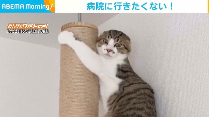 子猫が耳をペタンと閉じて柱にしがみつく珍ポーズ 飼い主も笑って許した可愛すぎる「全力拒否」 1枚目