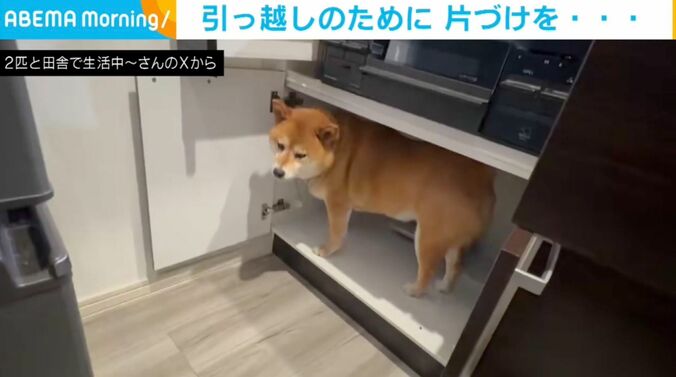 柴犬のぽちちゃん
