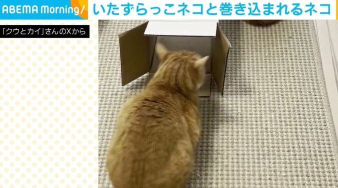クウくんとカイくん