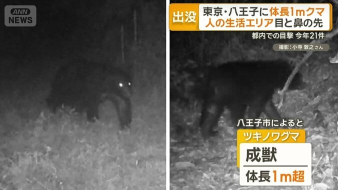 成獣で体長1m超のツキノワグマ