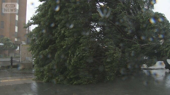 台風6号　沖縄直撃で停電や倒木被害　初のレベル3大雨警報発表　本州も警報級大雨警戒 1枚目