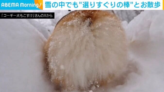 コーギーのもこすけくん