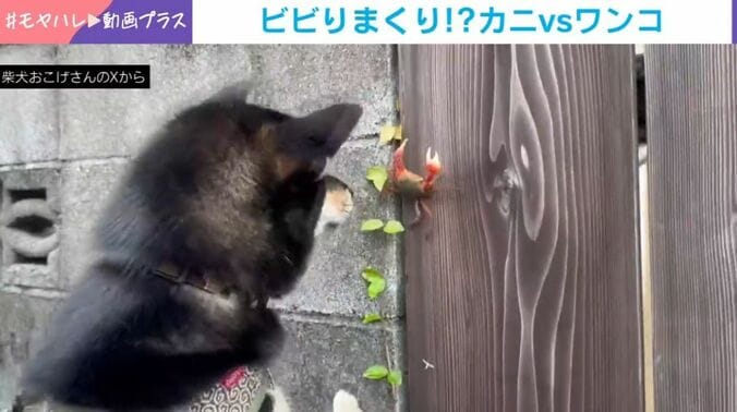 柴犬のおこげくんとカニ